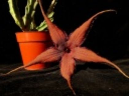 Stapelia schinzii-45 lei