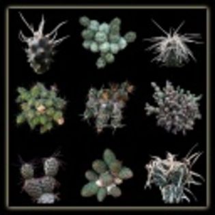 Tephrocactus mix-20 lei