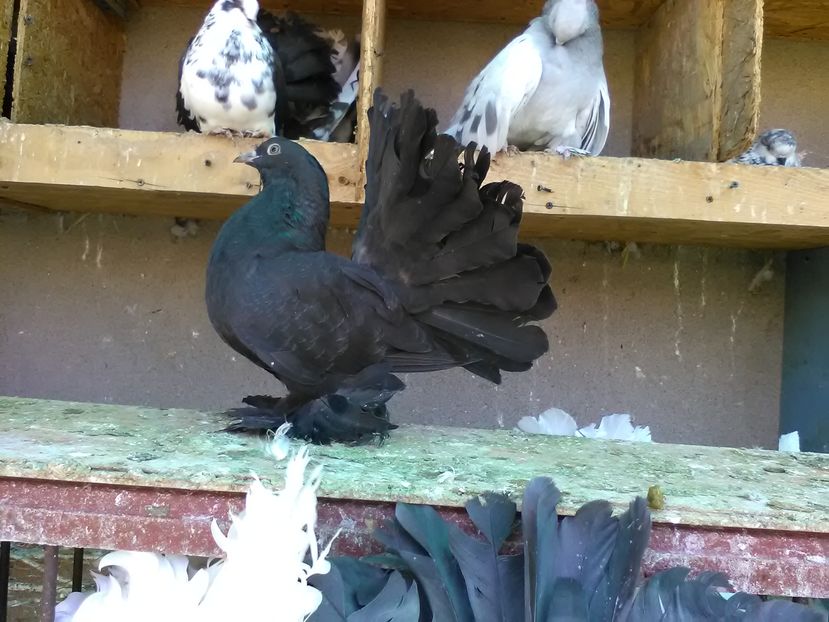 Voltat maghiar Rezervat