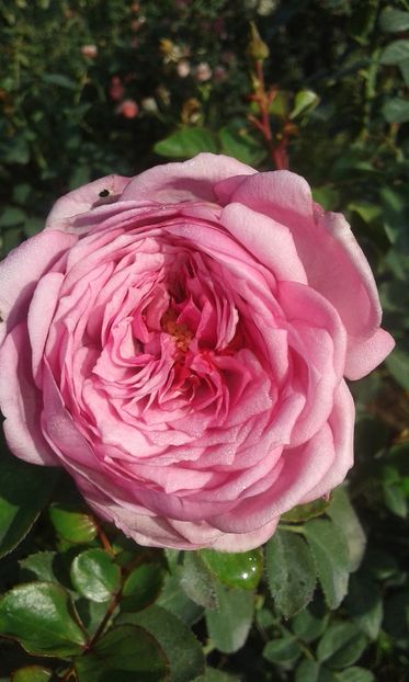  - INCEPUT DE OCTOMBRIE IN GRADINA NOASTRA