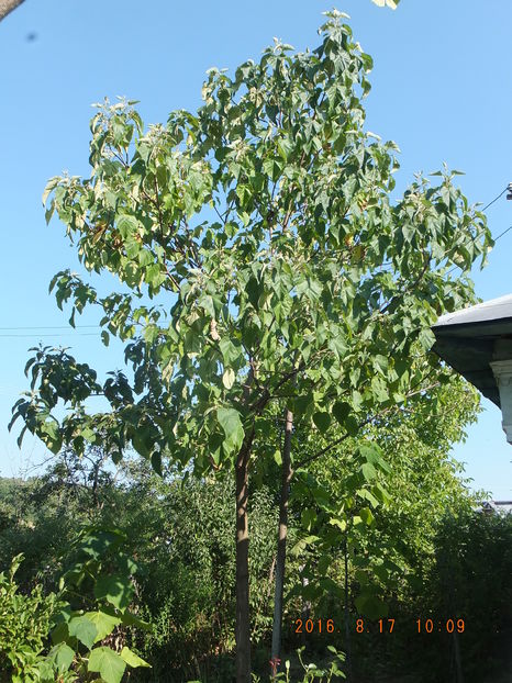 DSCF 4764(07-08-2016) - Paulownia 2016