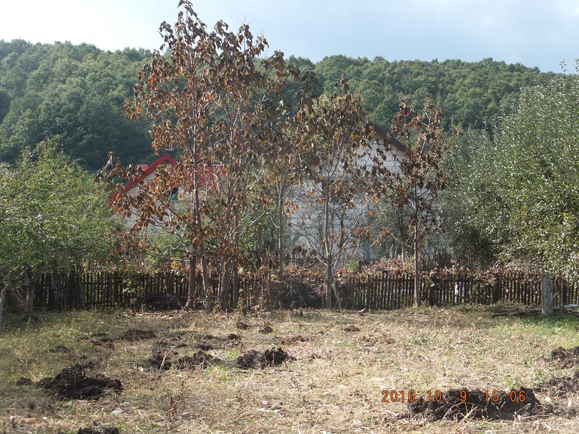 DSCF 5090 (09-10-2016) - Paulownia 2016