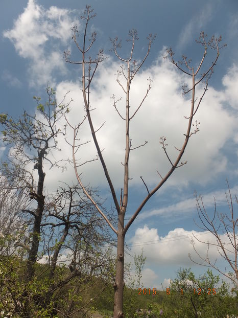 DSCF 6253(01-05-2016) - Paulownia 2015