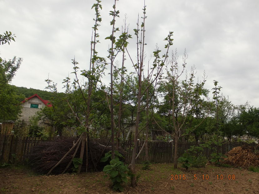 S0448056(10-05-2016) - Paulownia 2015