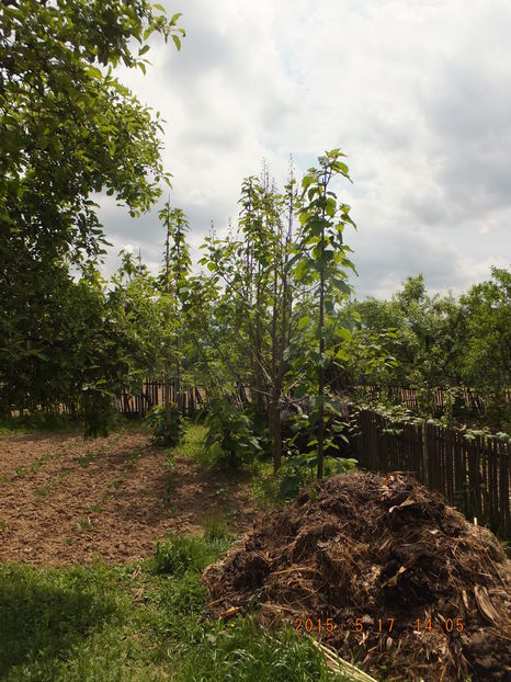 S0820085(17-05-2016) - Paulownia 2015