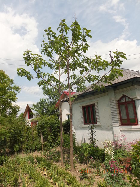 S0131014(17-05-2016) - Paulownia 2015