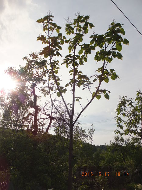 S0181019(17-05-2016) - Paulownia 2015