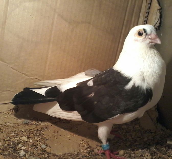 Mustaciosul moriscr