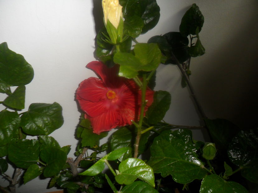  - hibiscusi 2016-8
