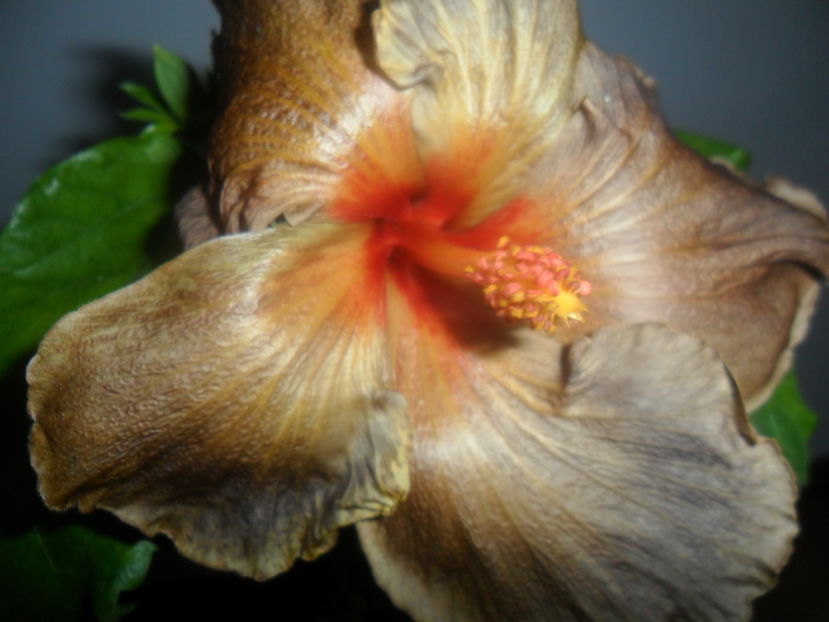  - hibiscusi 2016-8