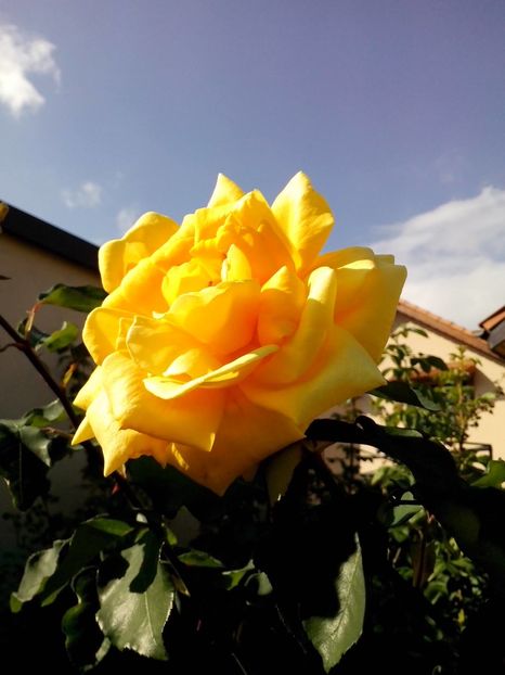 14680916_1048306581982502_5693102702787308261_o - 0 TRANDAFIRI 2016