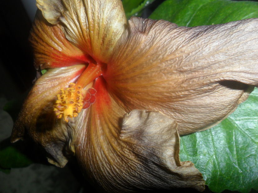  - hibiscusi 2016-8