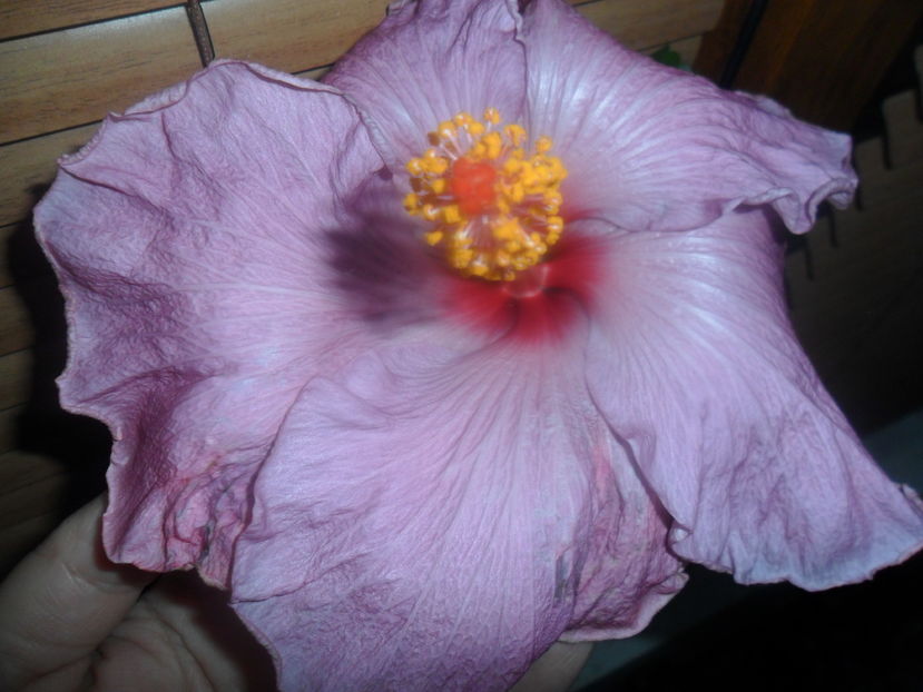  - hibiscusi 2016-8