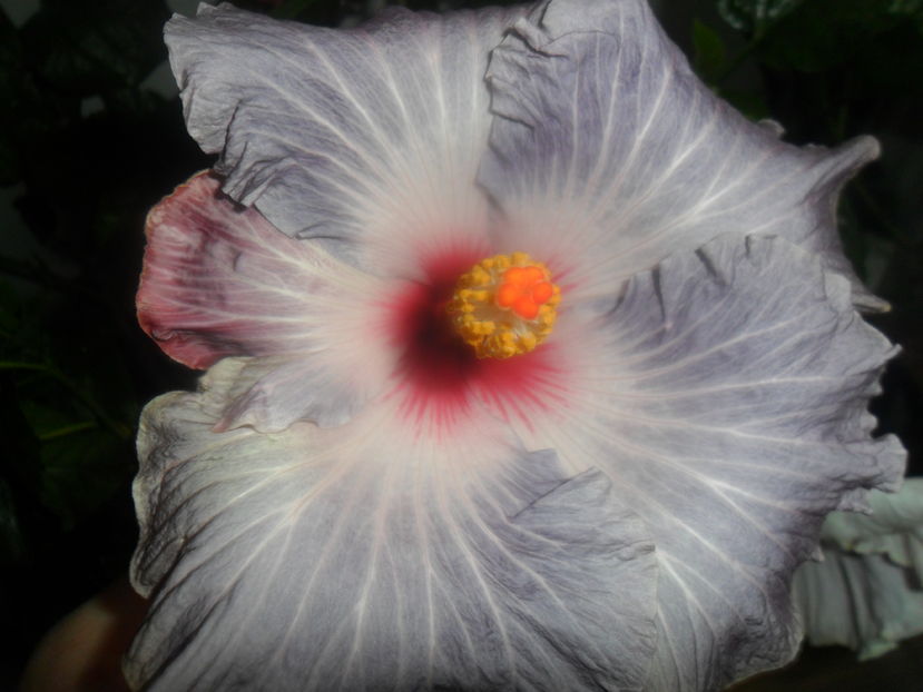  - hibiscusi 2016-8