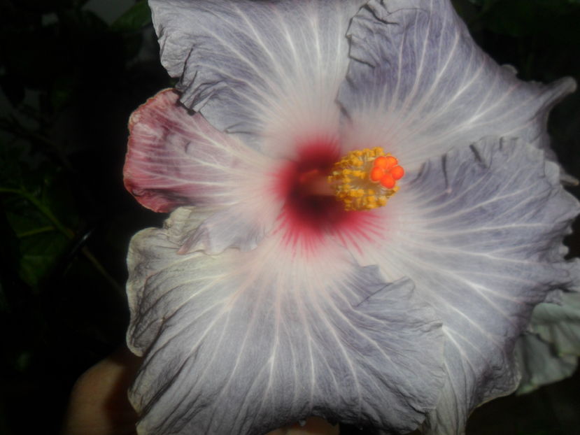  - hibiscusi 2016-8