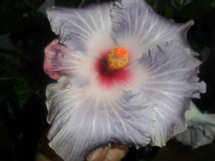  - hibiscusi 2016-8
