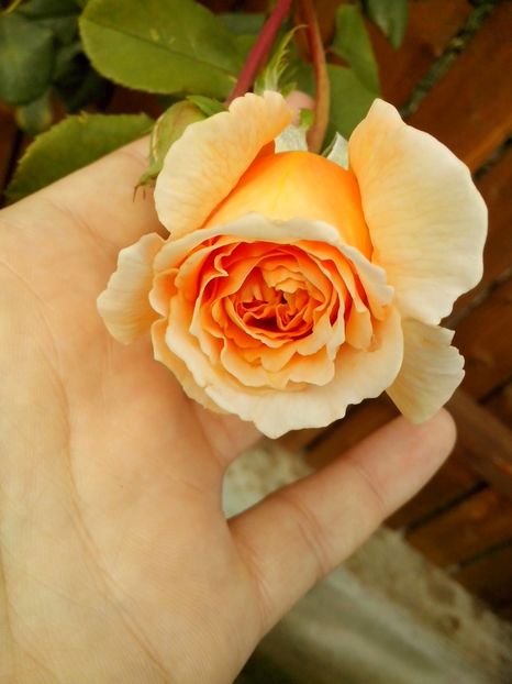 14543957_1047066475439846_8092594992521154186_o - 0 TRANDAFIRI 2016