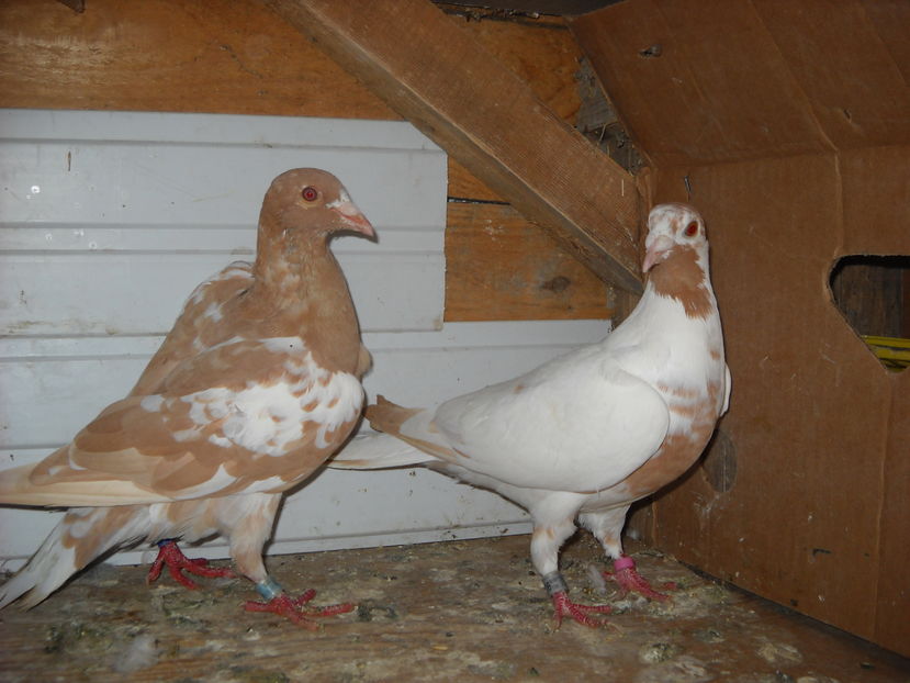 M.2016 DECEDAT F.ANPRUMNTATA