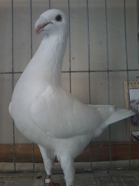 REZERVAT