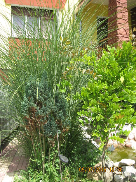 Iarba de Pampas si glicina.
