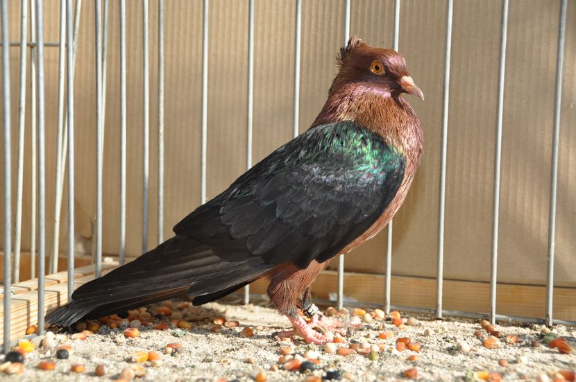  - z-Expo Cerea-Verona 2016