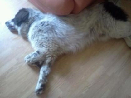 Relash - Trei frati blanosi