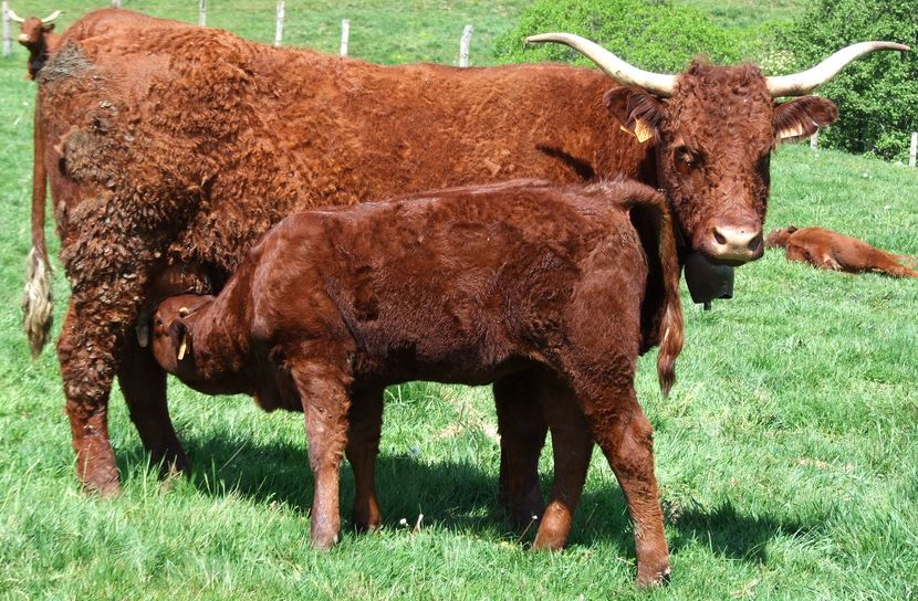 Rasa Salers din Franta-3 - RASE DE VACI FRUMOASE-2