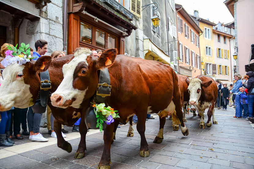 Trec si vacile spre munte,,,,