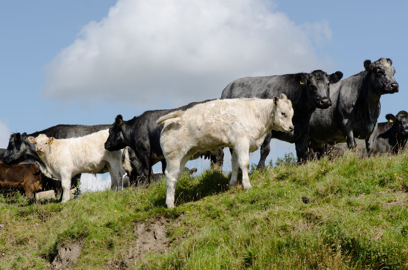 Viteii taurasi la pascut - RASE DE VACI FRUMOASE-2