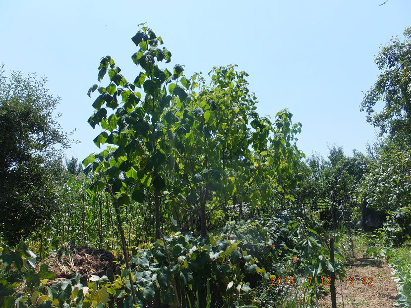 DSCF 1472(12-07-2016) - Paulownia 2015