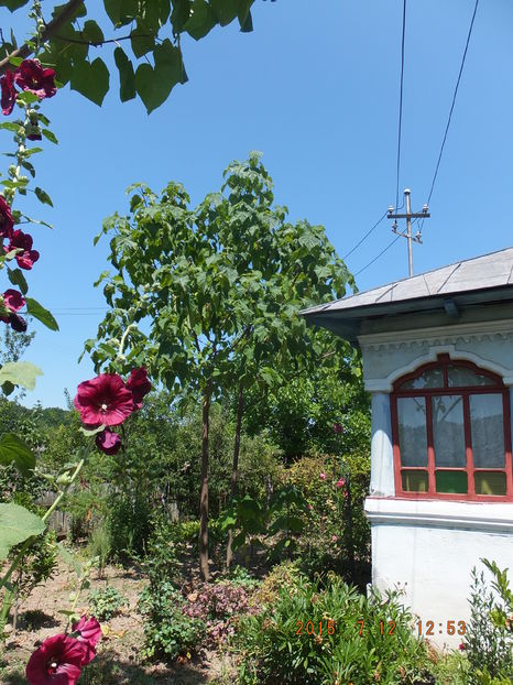 DSCF 1494(12-07-2016) - Paulownia 2015