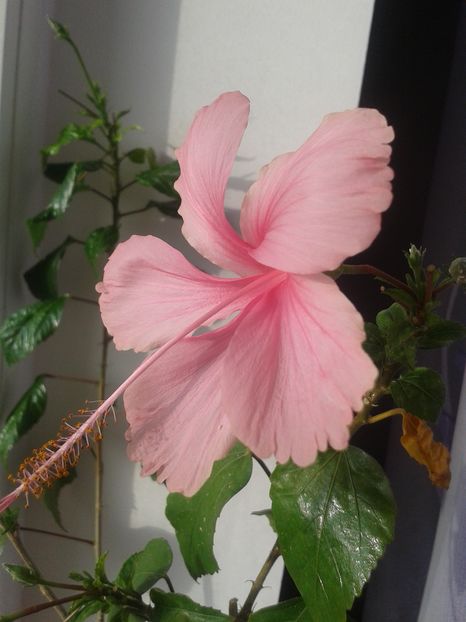 Dainty Pink - Hibiscus