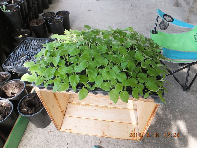 DSCF 4355 18-06-2016 - Paulownia 2016