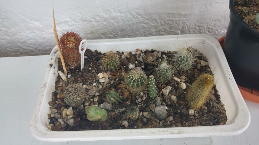 20161015_110813_HDR - Cactusi si Suculente