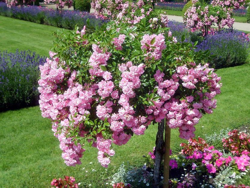 trandafir plangator roz-lila - TRANDAFIRI PORT INALT SI PLANGATORI