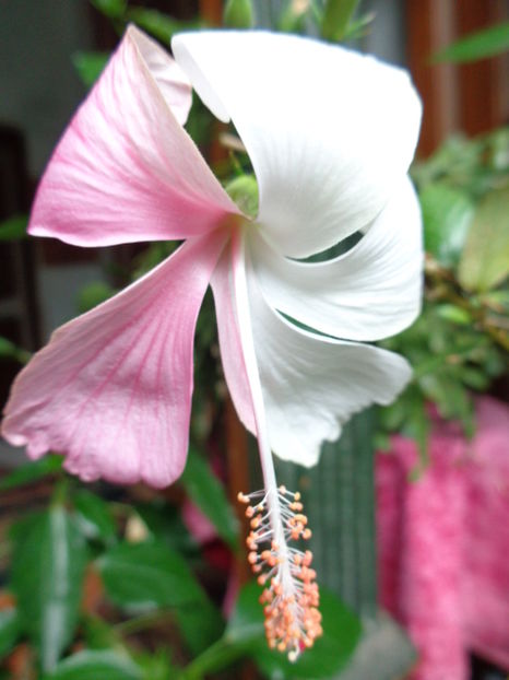 Dainty White "corcit" cu Dainty pink