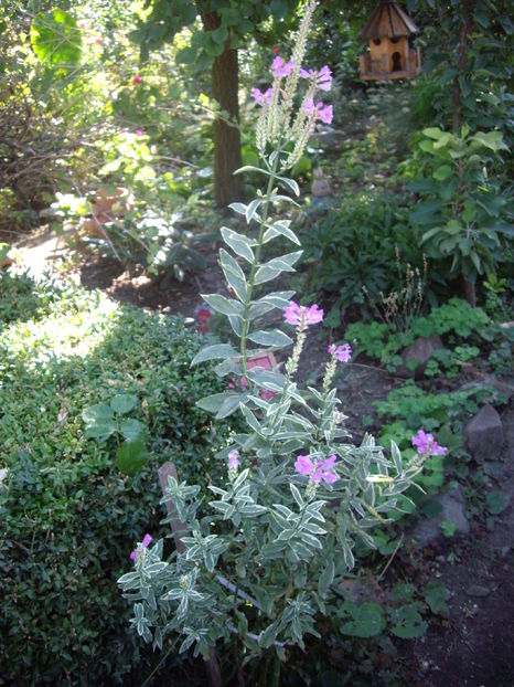 IMGP0036