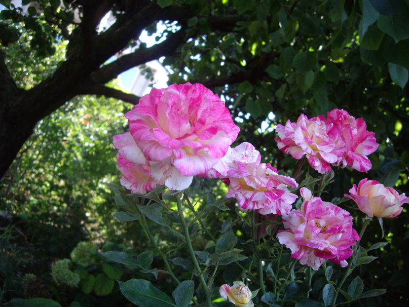 IMGP0038