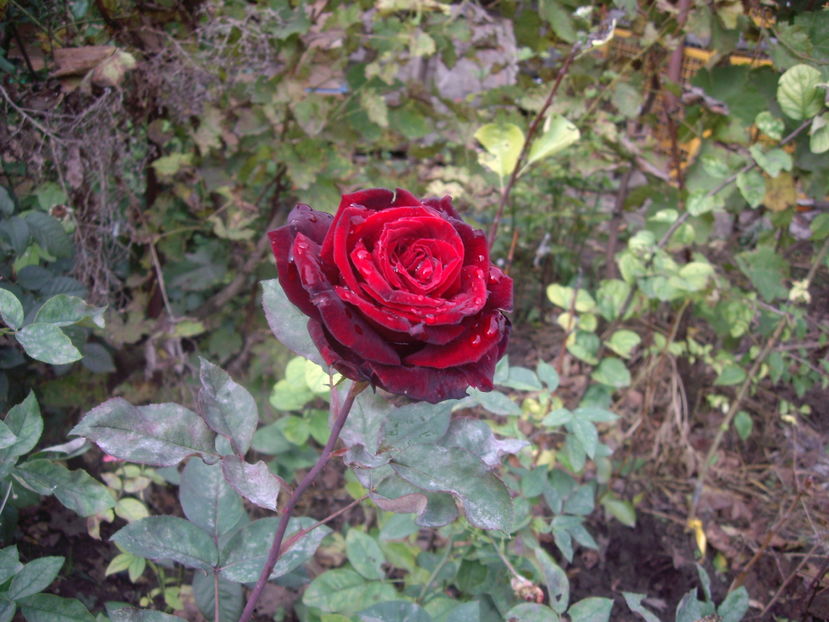 IMGP0051