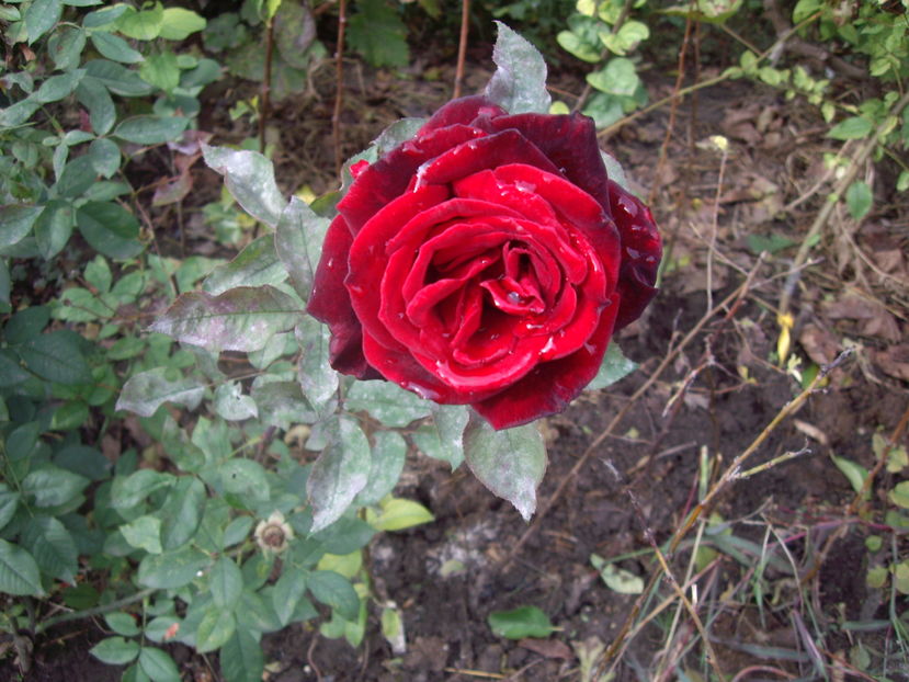 IMGP0053