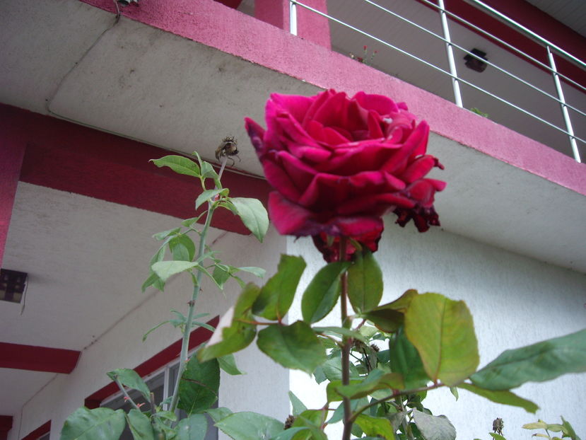 IMGP0056