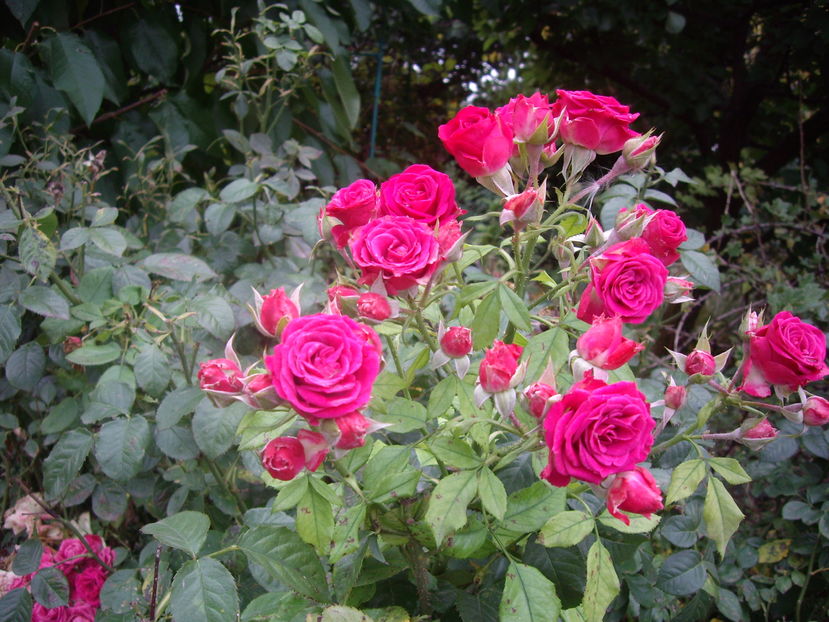 IMGP0058