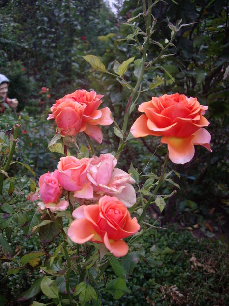 IMGP0059
