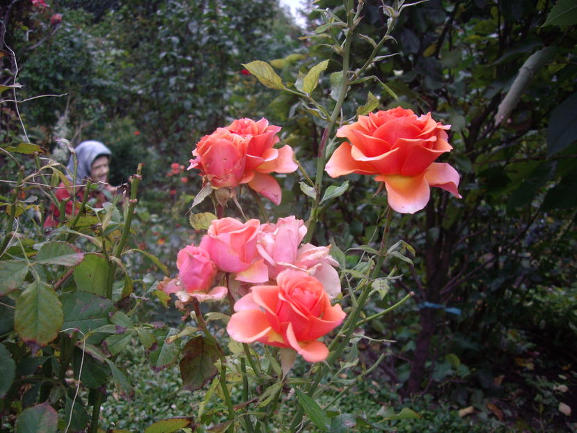 IMGP0060