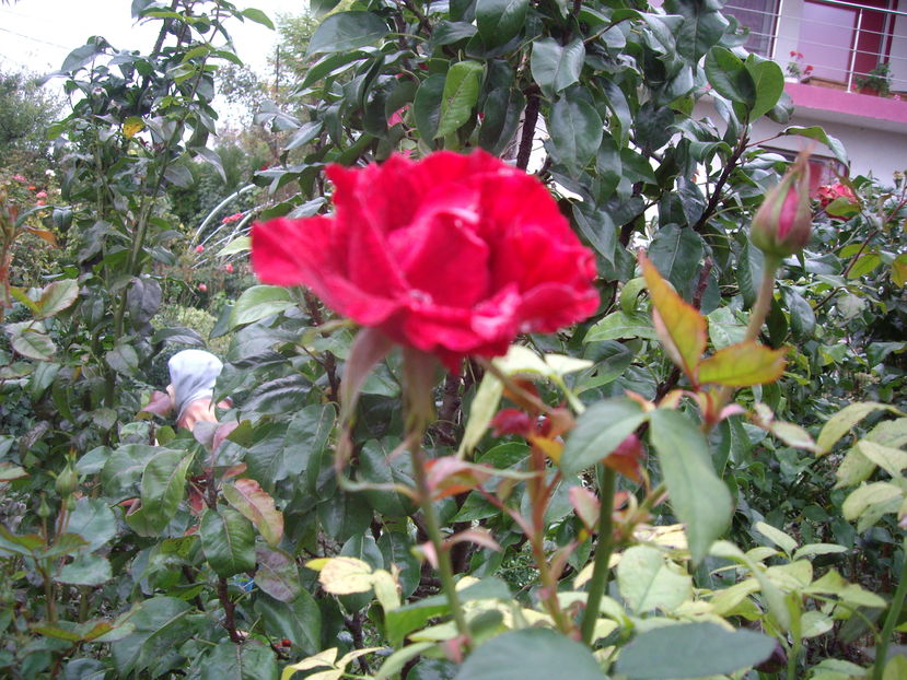 IMGP0064 - flori si trandafiri 2016-1