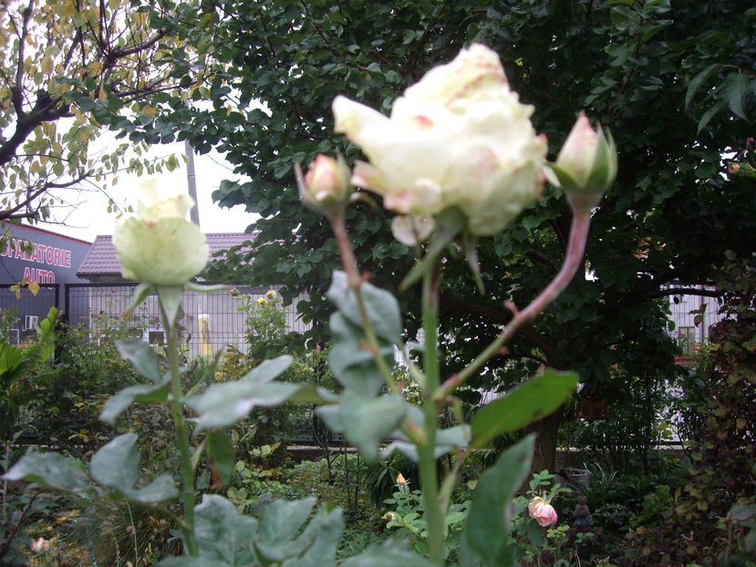 IMGP0067 - flori si trandafiri 2016-1