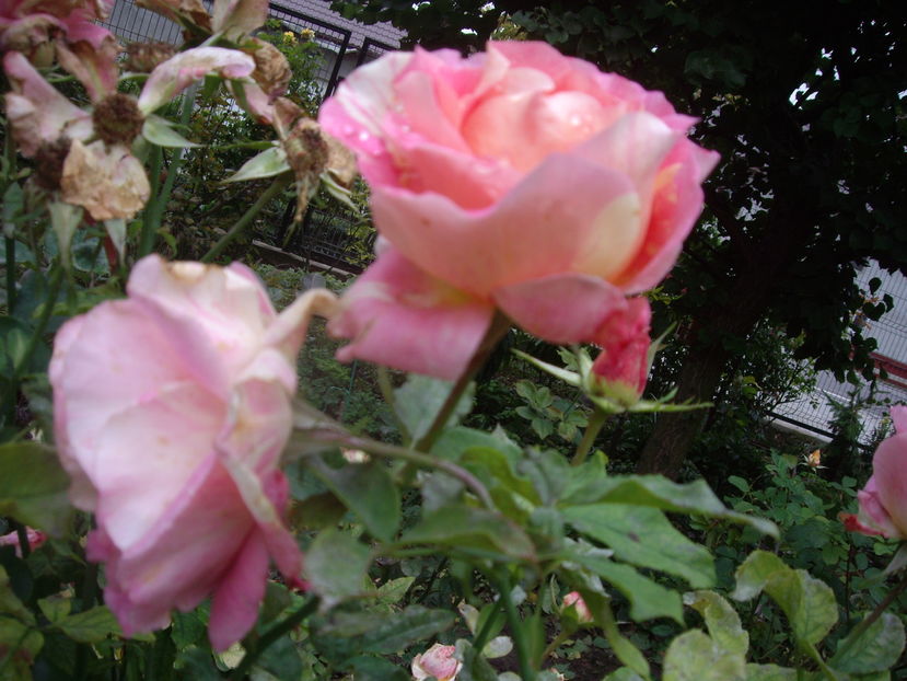 IMGP0068 - flori si trandafiri 2016-1
