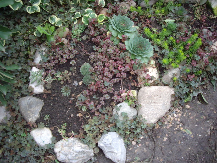 IMGP0079 - flori si trandafiri 2016-1