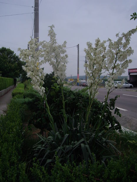 IMGP9875 - flori si trandafiri 2016-1