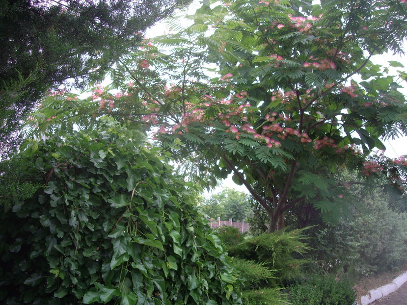 IMGP9881 - flori si trandafiri 2016-1